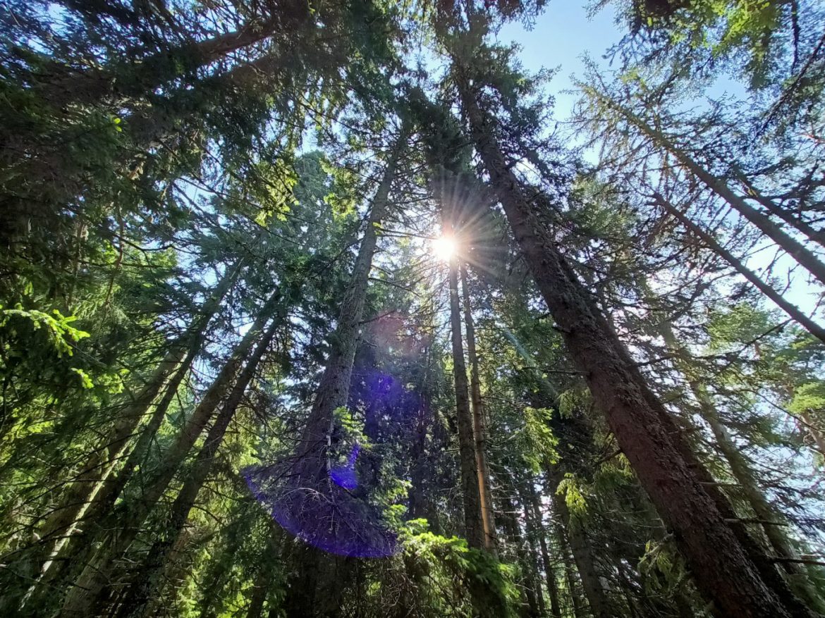 Фотоконкурс за ученици отбелязва 100 години Седмица на гората във Враца._67d003bf9e20f.jpeg
